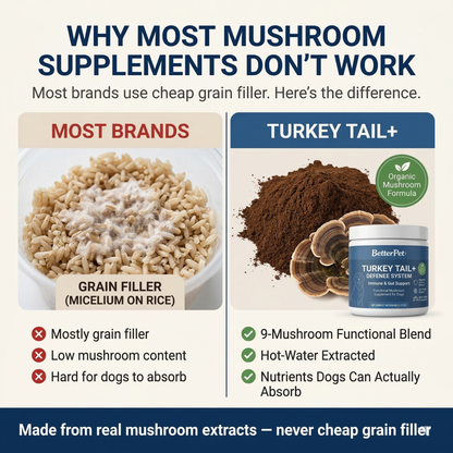 Turkey Tail+ Defense System | 9-Mushroom Immune Support